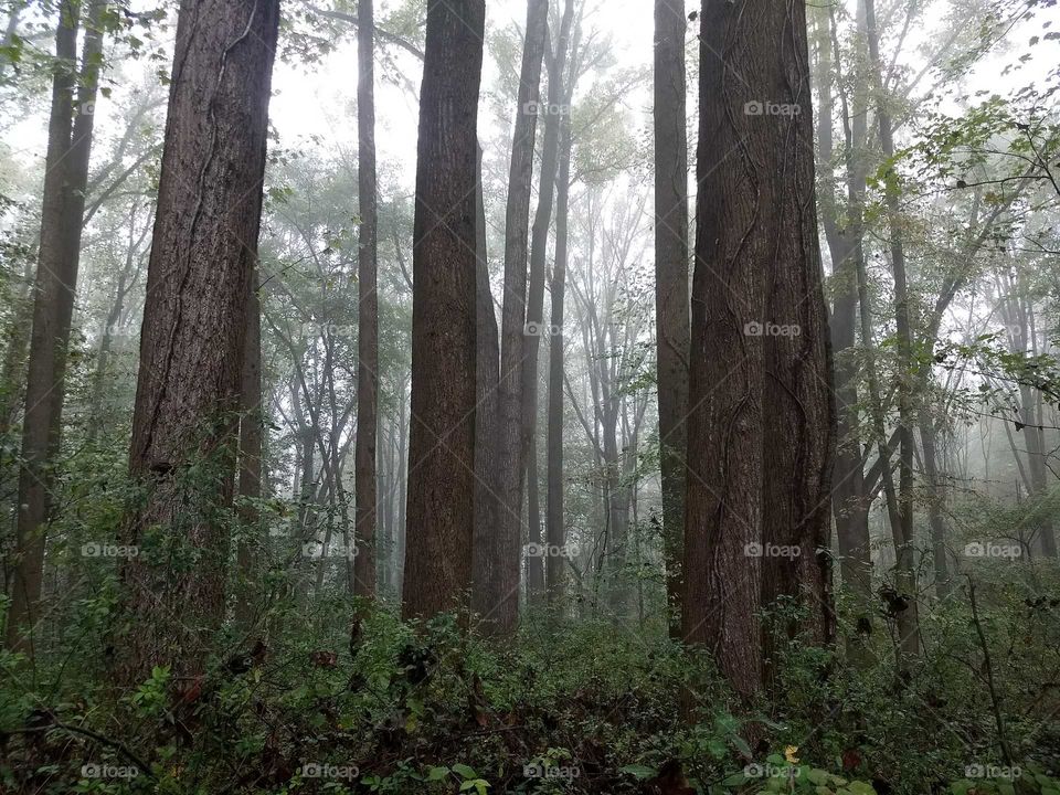 Dense fog in the morning, walking through the forest