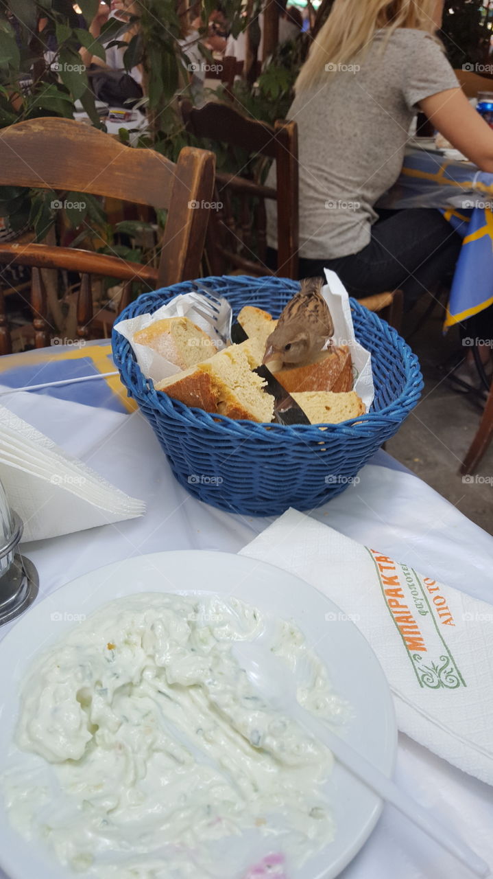 a small bird in Athens accepted to share me my lunch in monastiraki