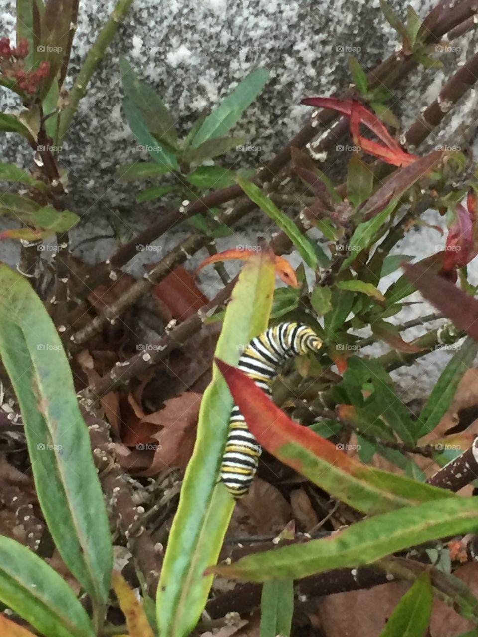 Monarch caterpillar 