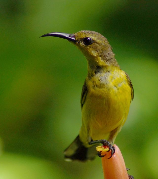 Sun Bird