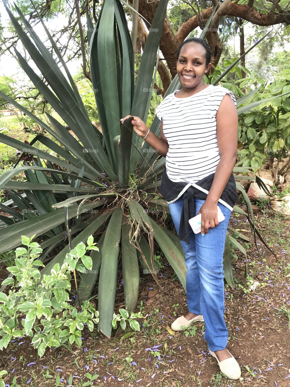 Sisal flower which is both going for export and import.it thrives in both dry and cold environments.photo taken by me.