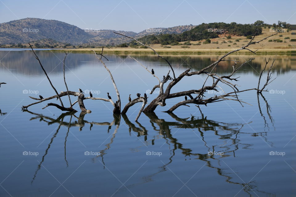 That Dam Reflection