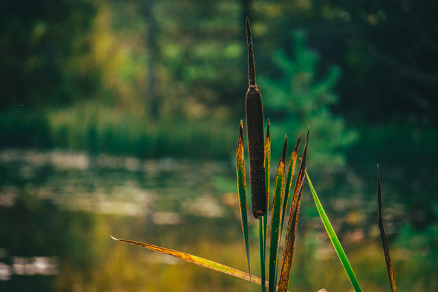 Cat-tail