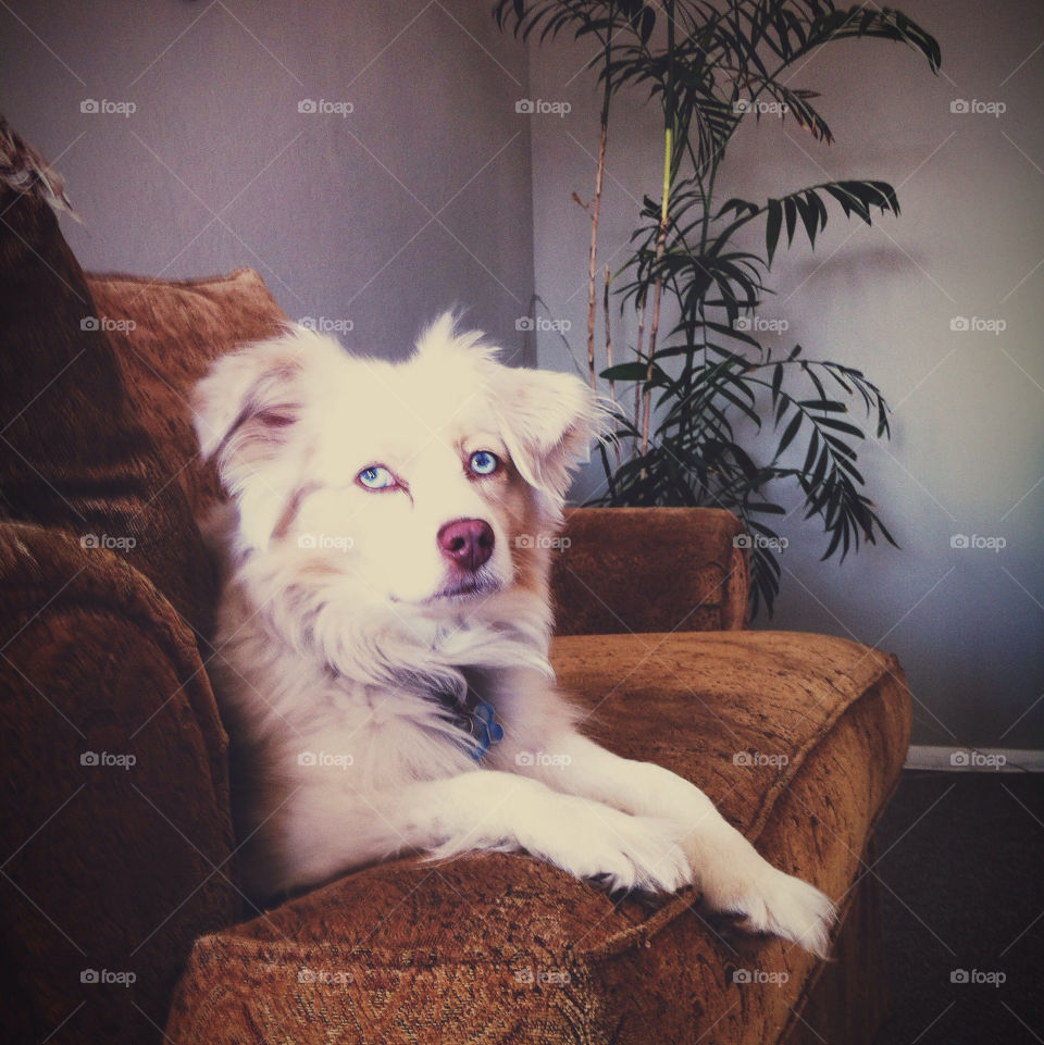 A miniature Australian Shepherd sits on a couch.