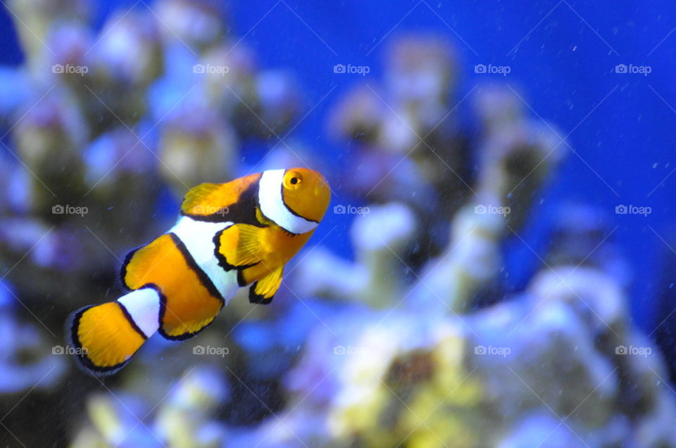 Clown fish