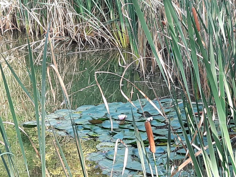 a little lake in the wood
