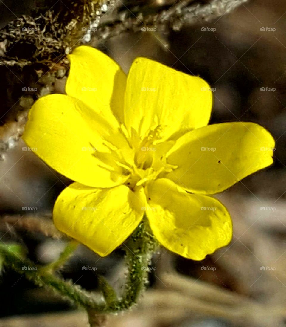 Nature, Flower, Flora, No Person, Leaf