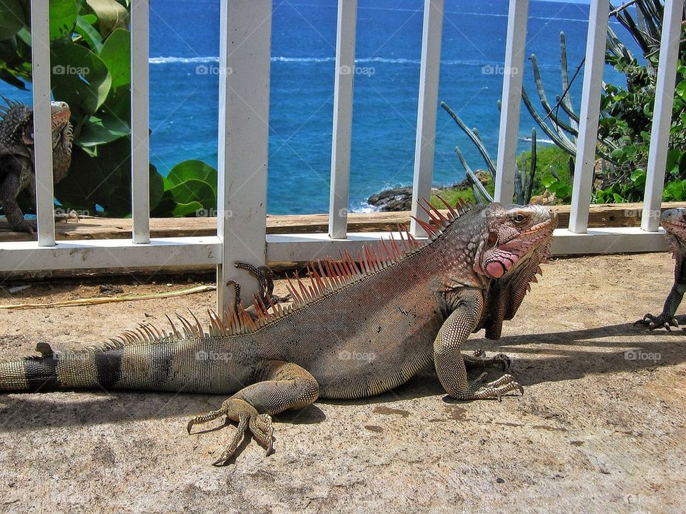 Close-up of iguana