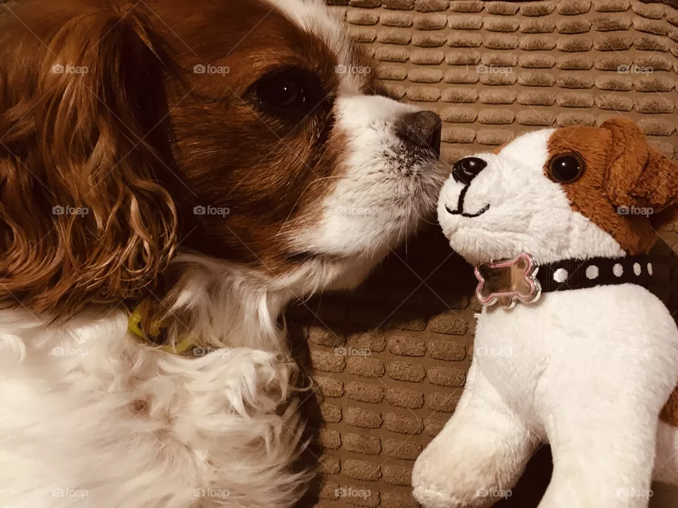 Our lovely pooch cuddled up with his favourite toy. I love the matching colourings! So cute. 
