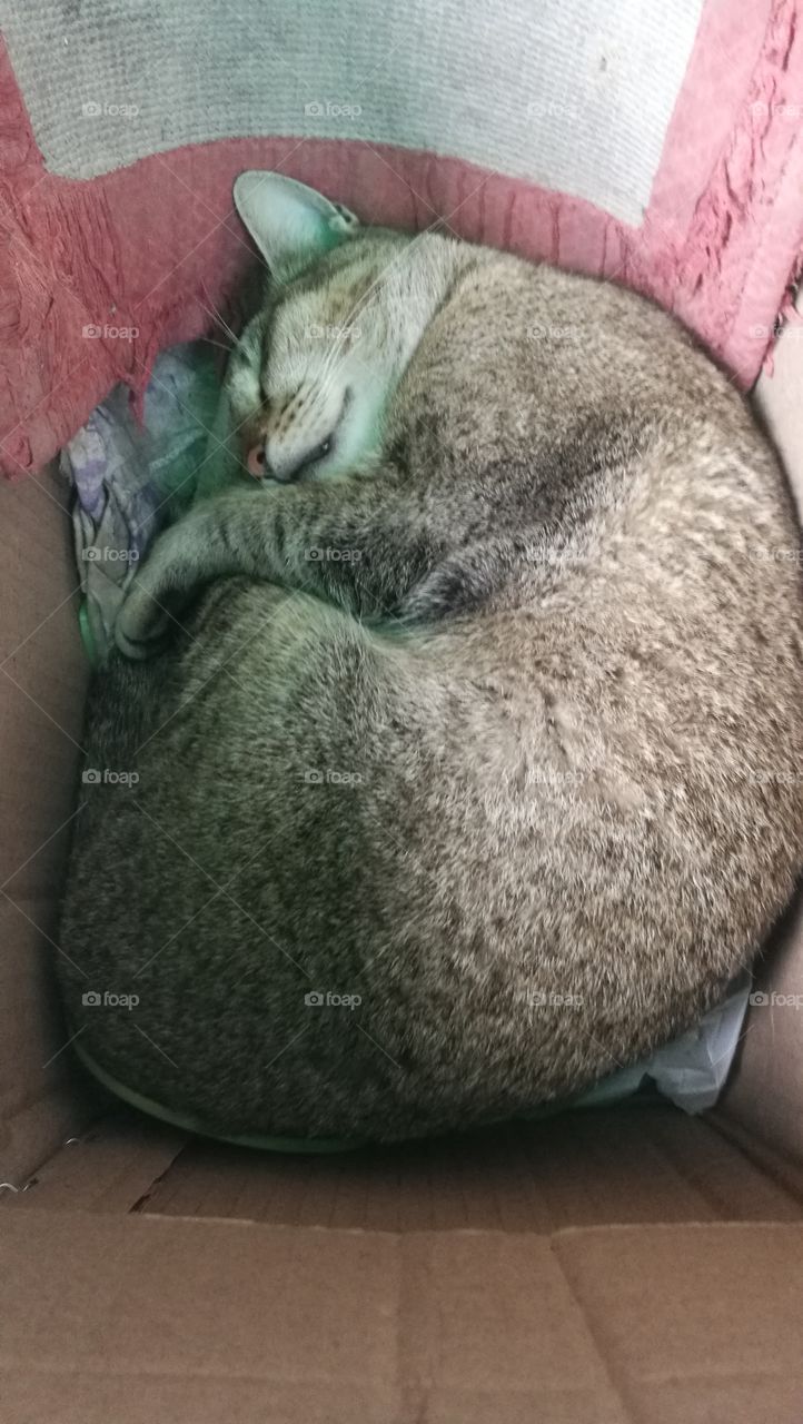 cat sleeping