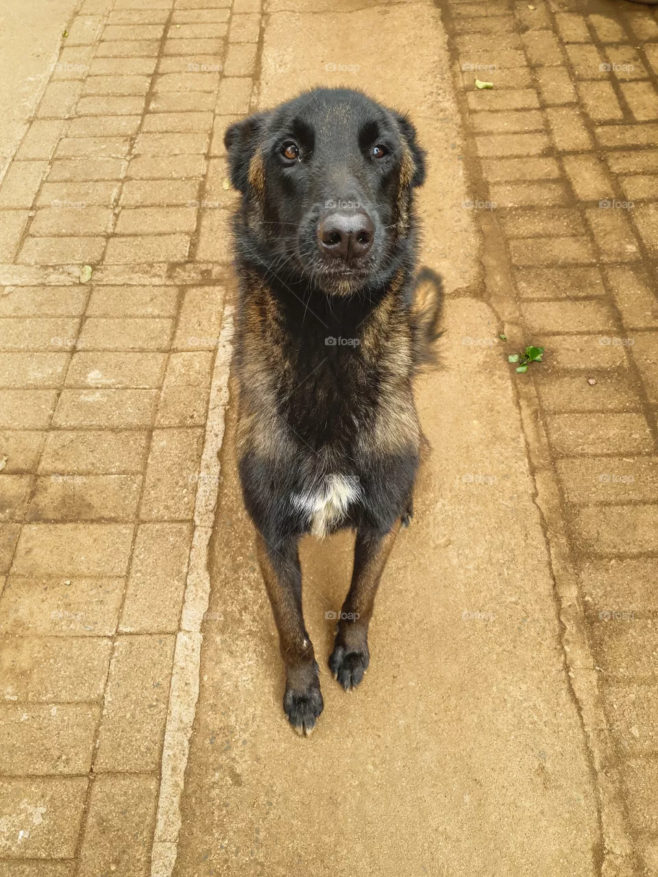 malinois dog sitting