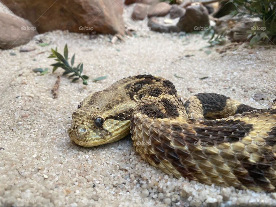 Puff adder