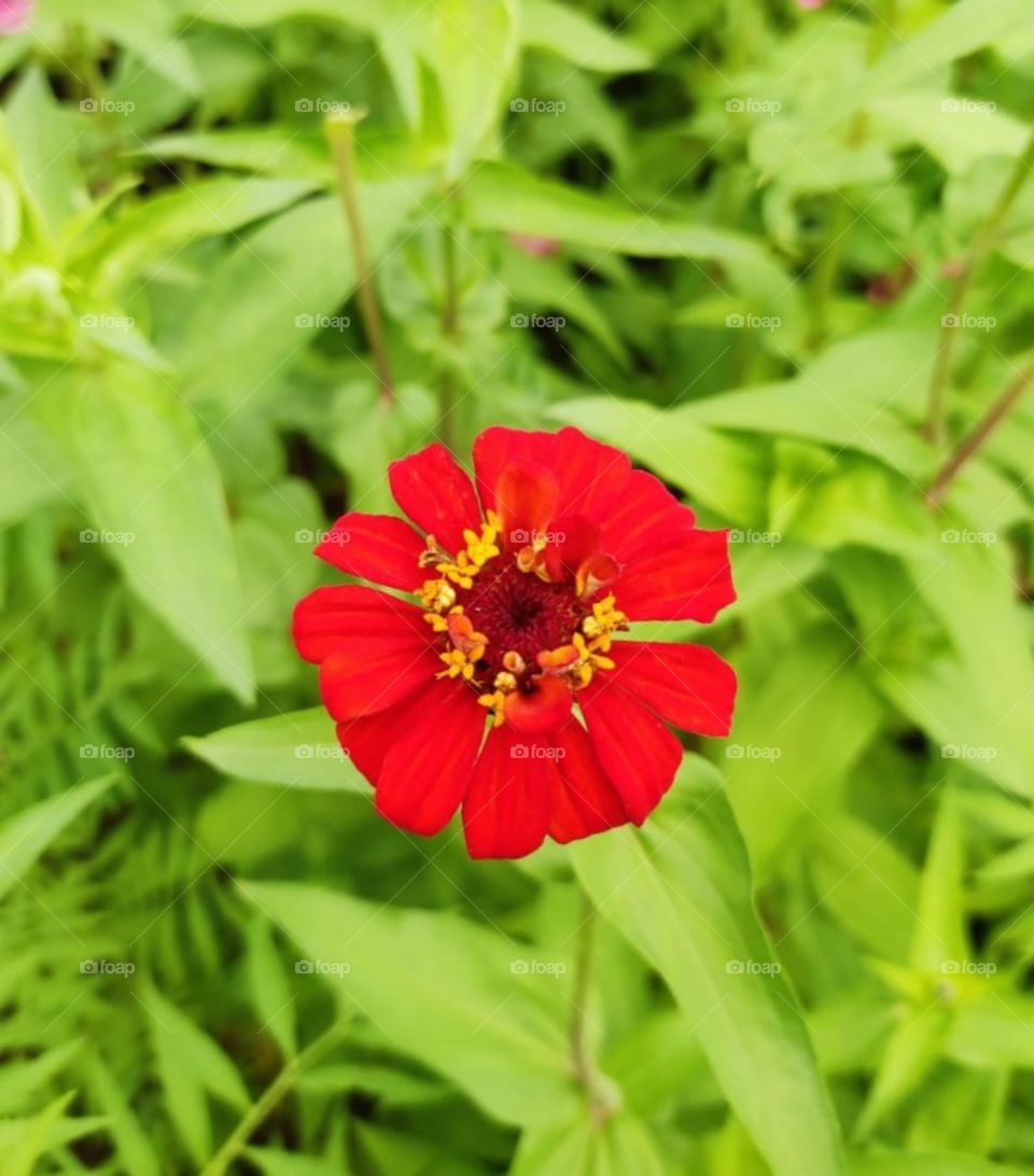 Beautiful Red Flower #Foap #NaturalPicture