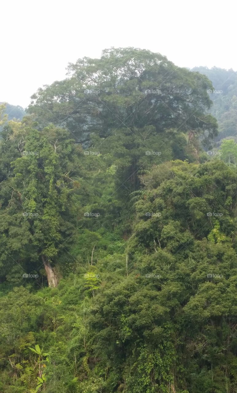 fresh and green my rain forest