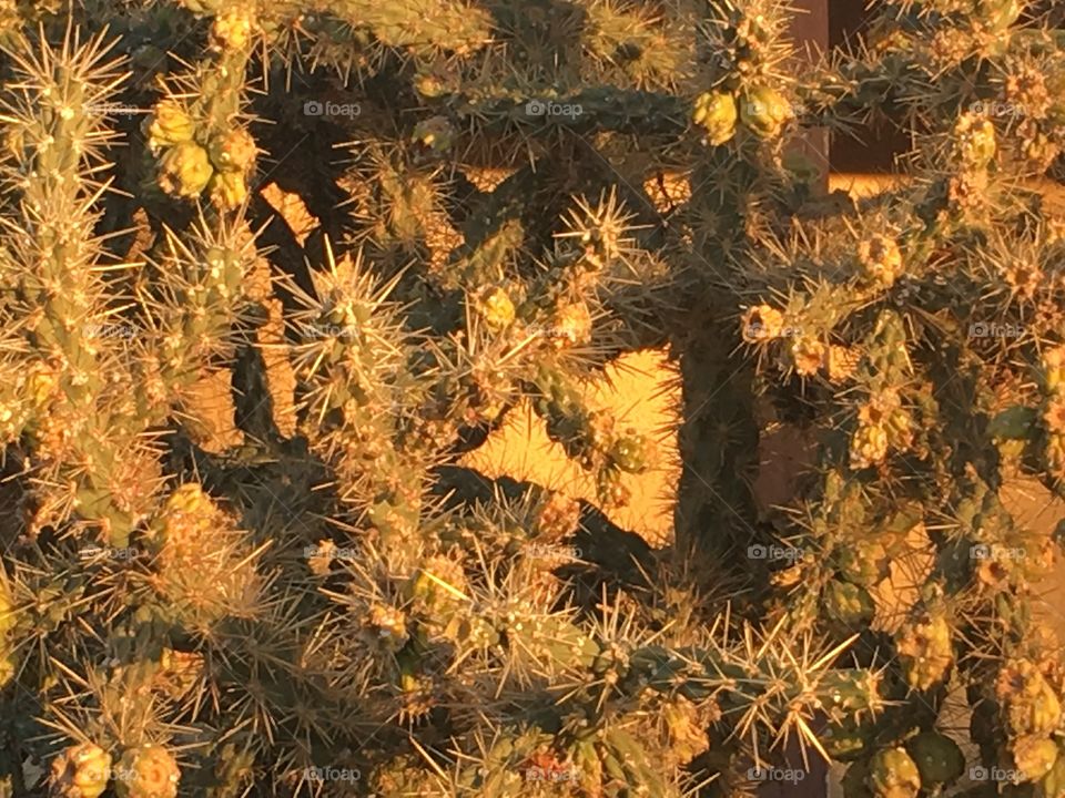Thorny cactus branches in golden light. 