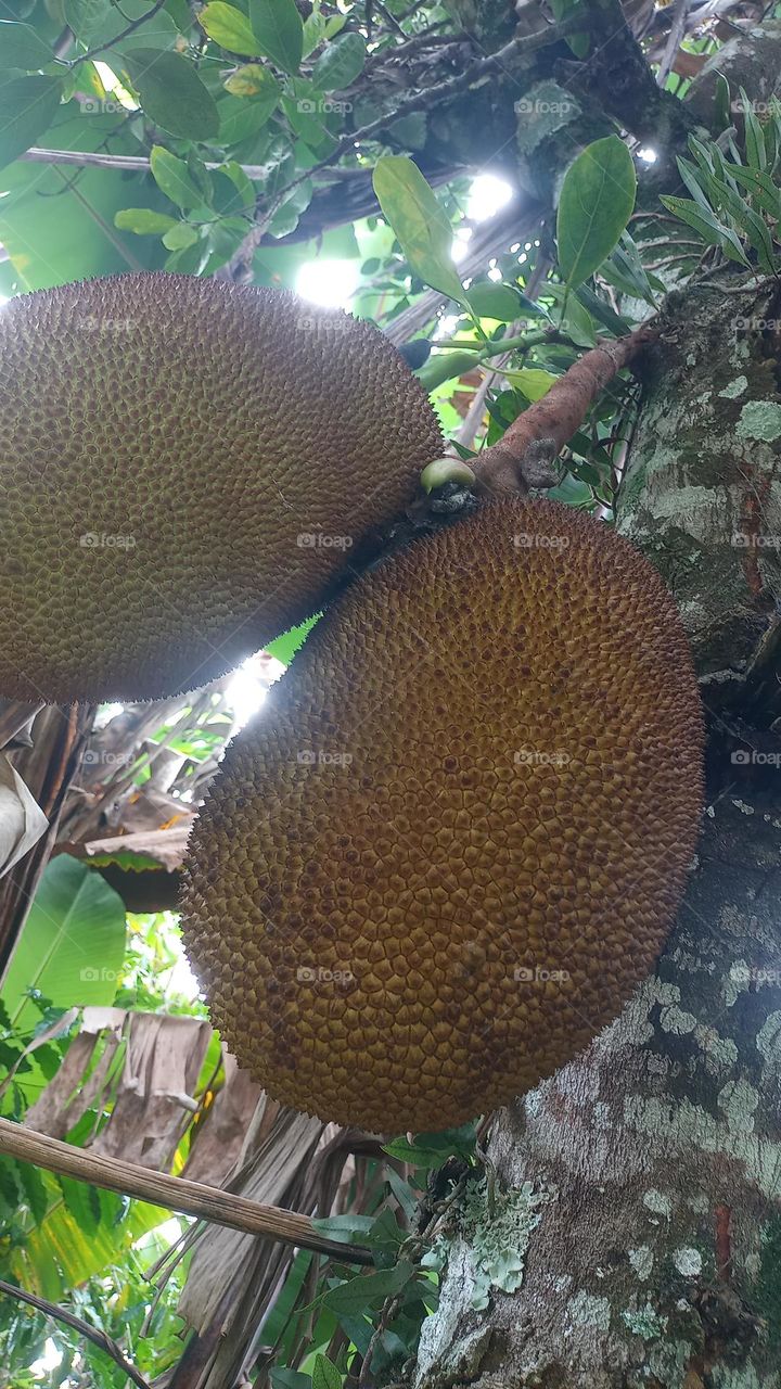 jackfruit fruit