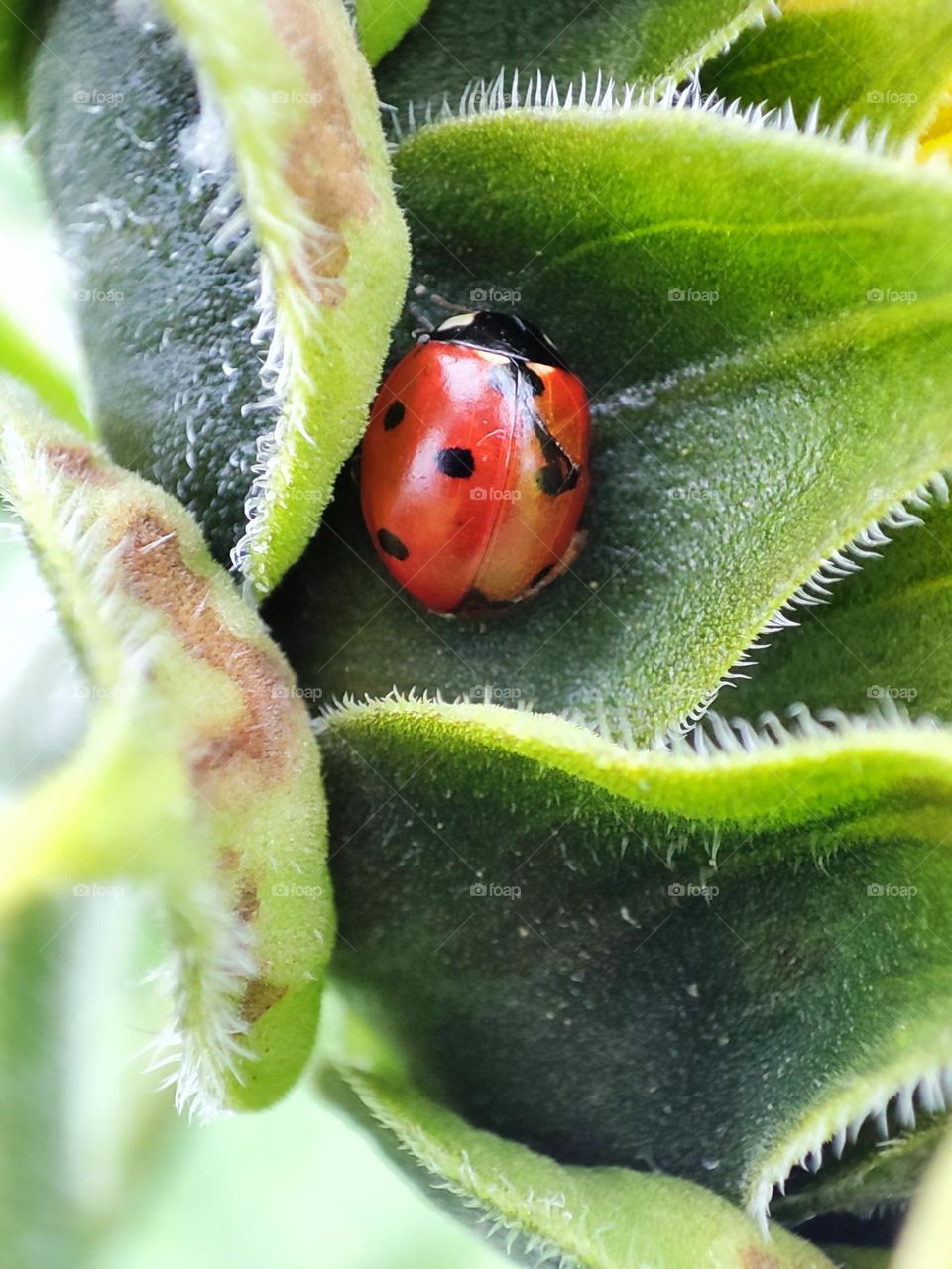 Ladybug