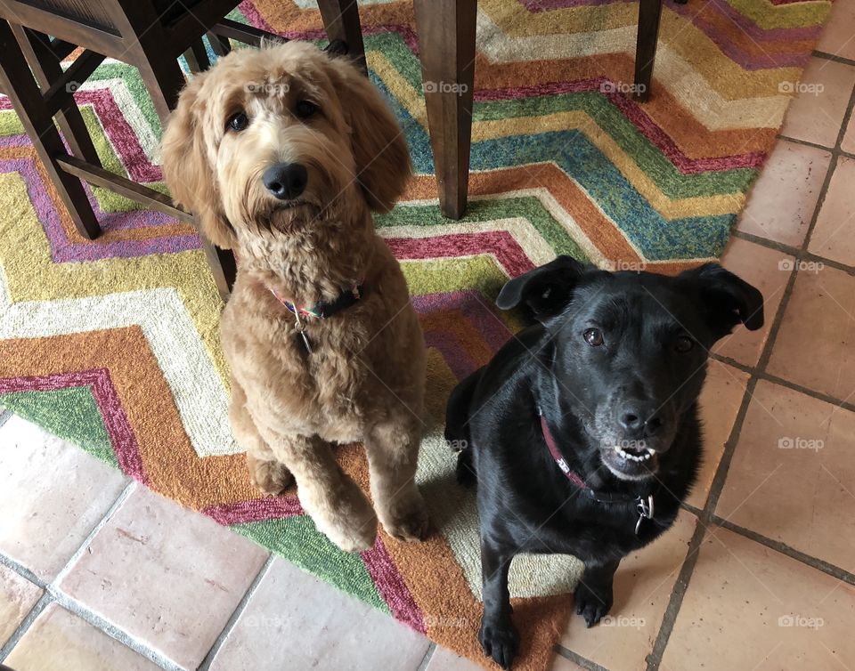 Sisters - golden doodle and black lab