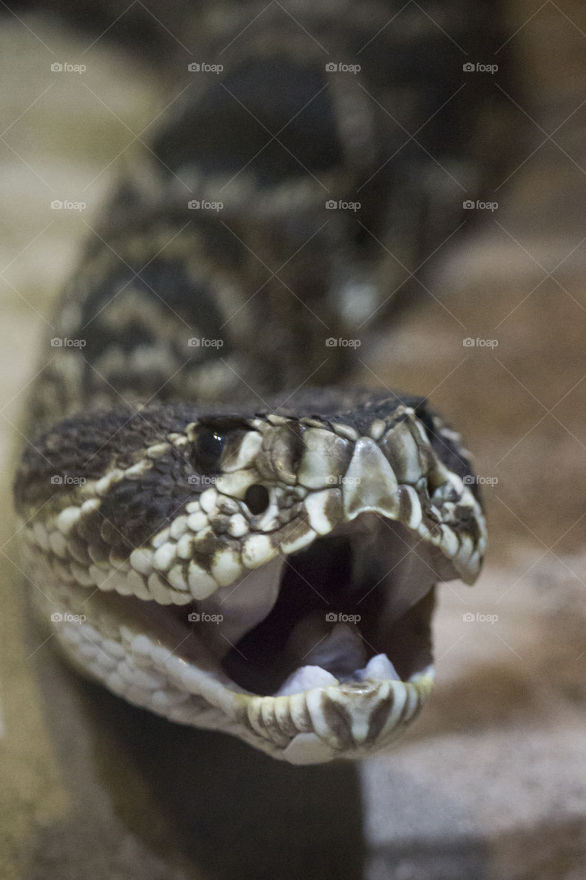 Dangerous snake - Eastern Diamondback rattlesnake - orm