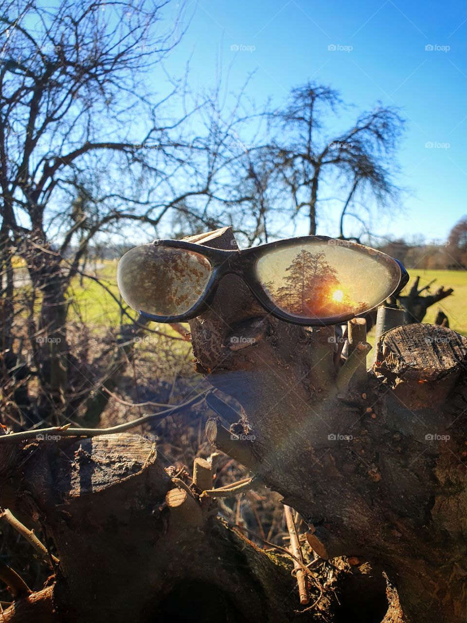 Biker Glasses on a tree stomp