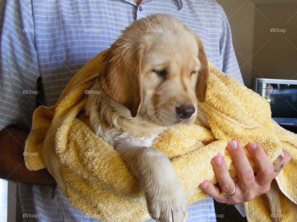 This yellow puppy was named Tiger because of the stripe on his nose.