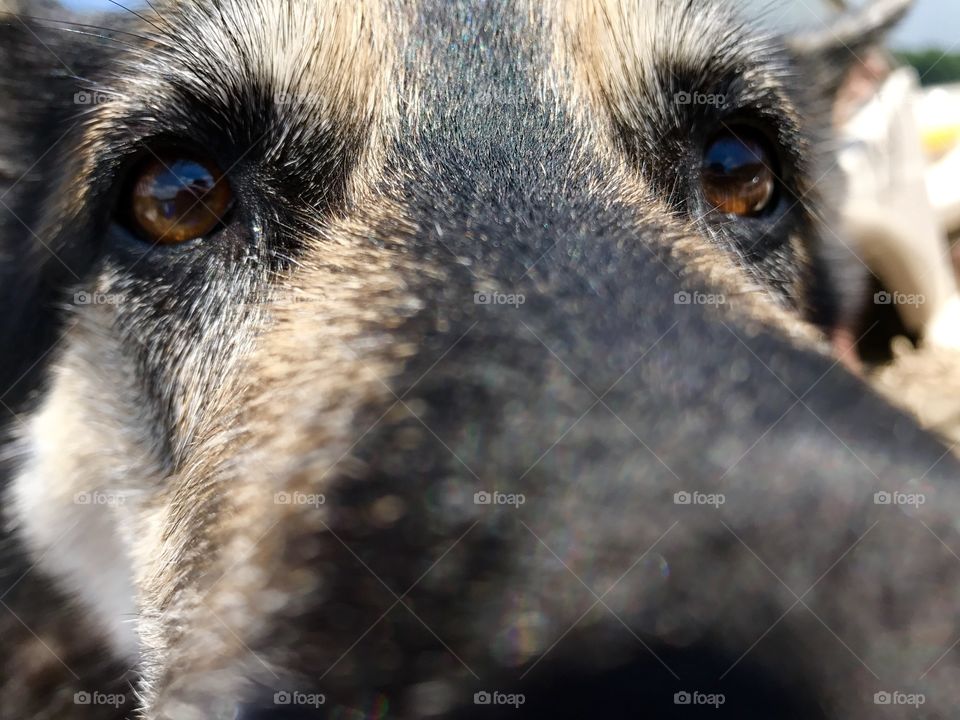 Husky Checking out my phone camera 