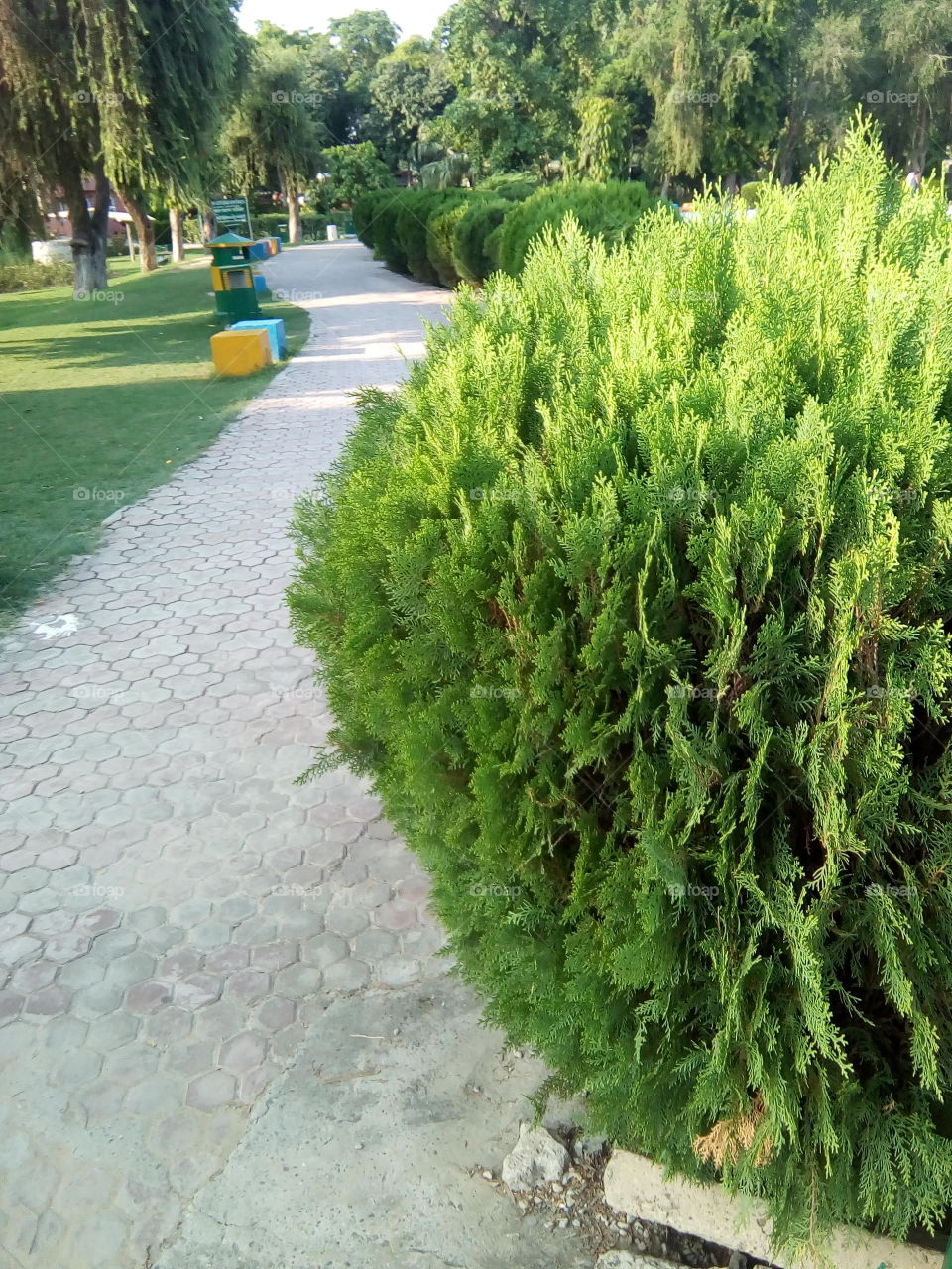 a beautiful sight in a garden.