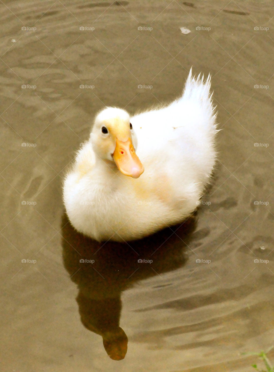 united states water bird duck by refocusphoto