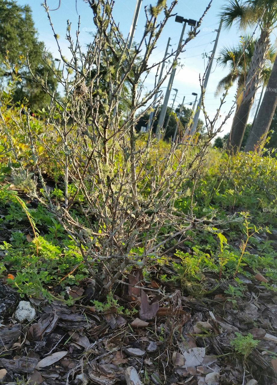 Small dried tree