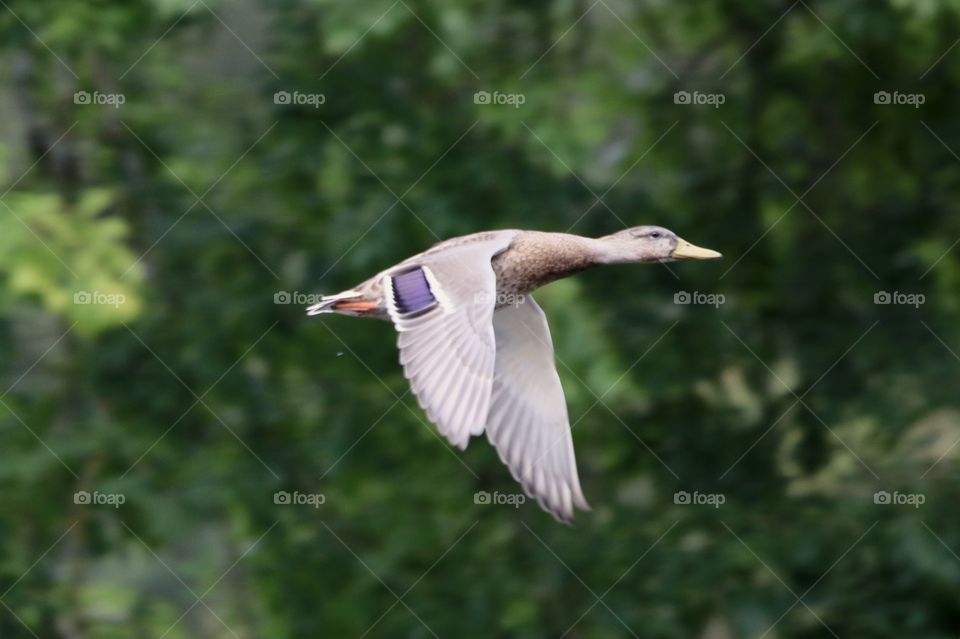 mallard duck in flight