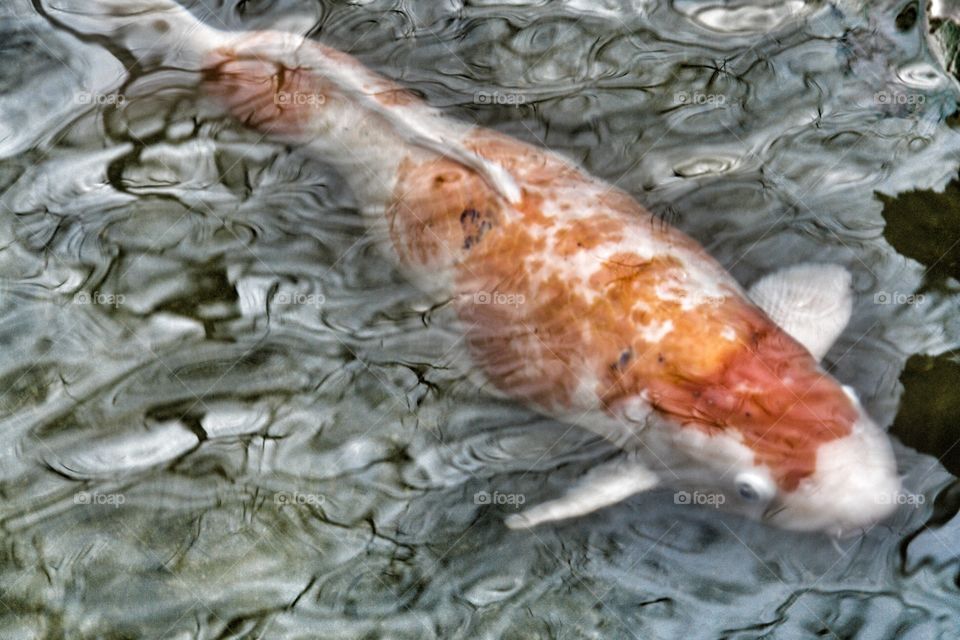 Koi. Koi Carp surfacing 