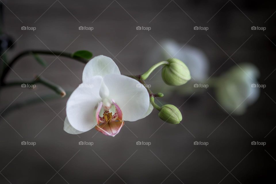 White orchids