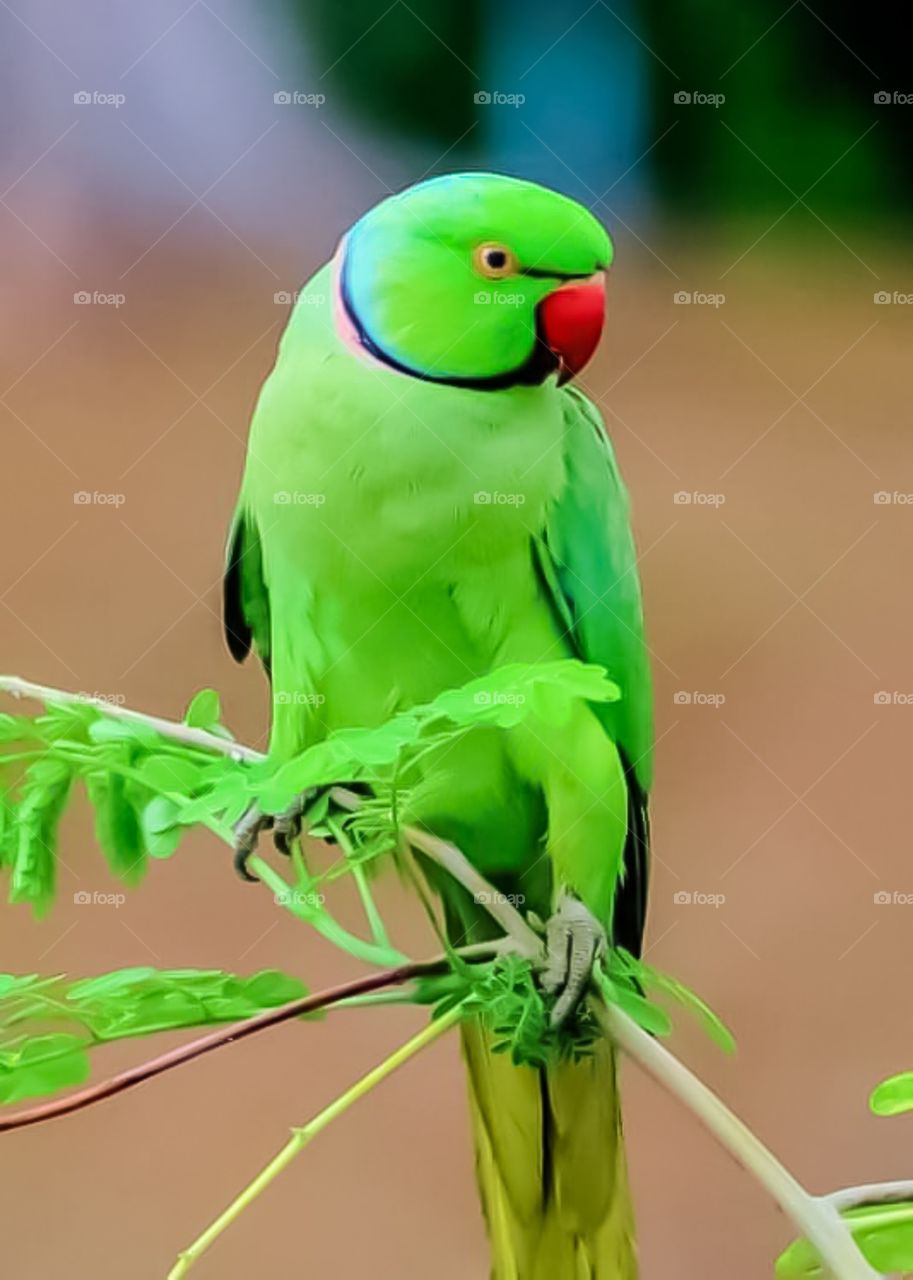 green parrot sitting on the tree
