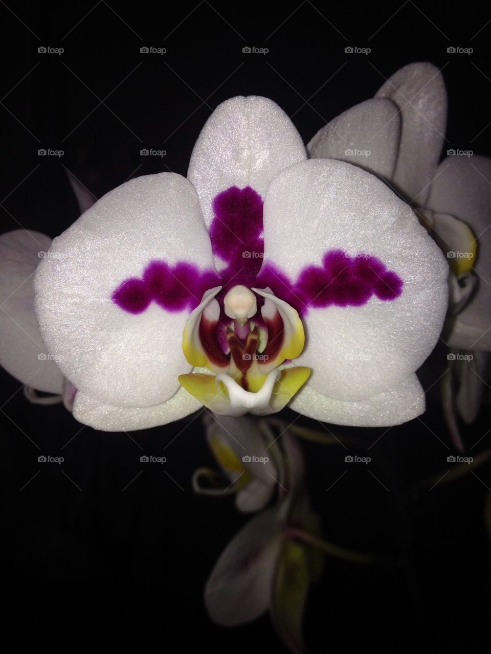 Orchid 