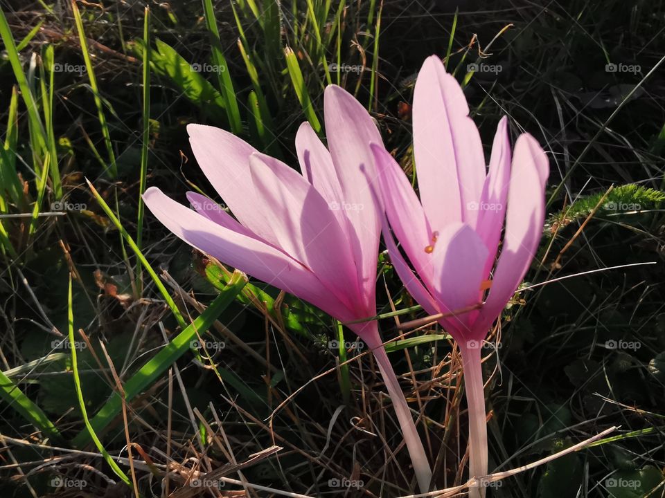 Autumn crocus