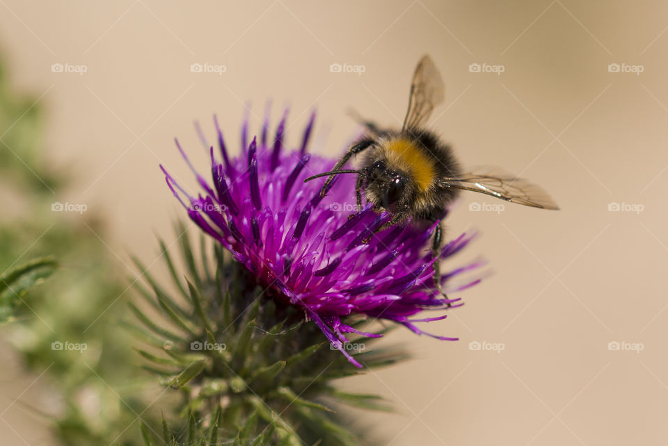 Bee on thistle purple flower