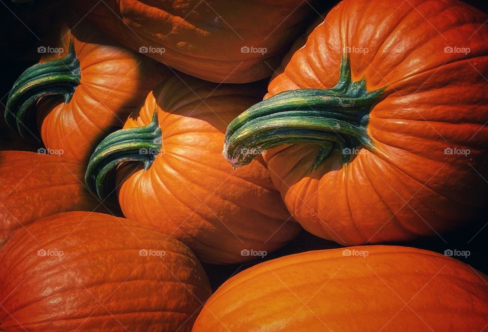 Row of pumpkins with green stems