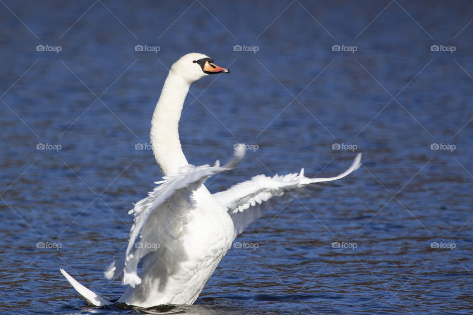 Beautiful swan spreads its wings at lake