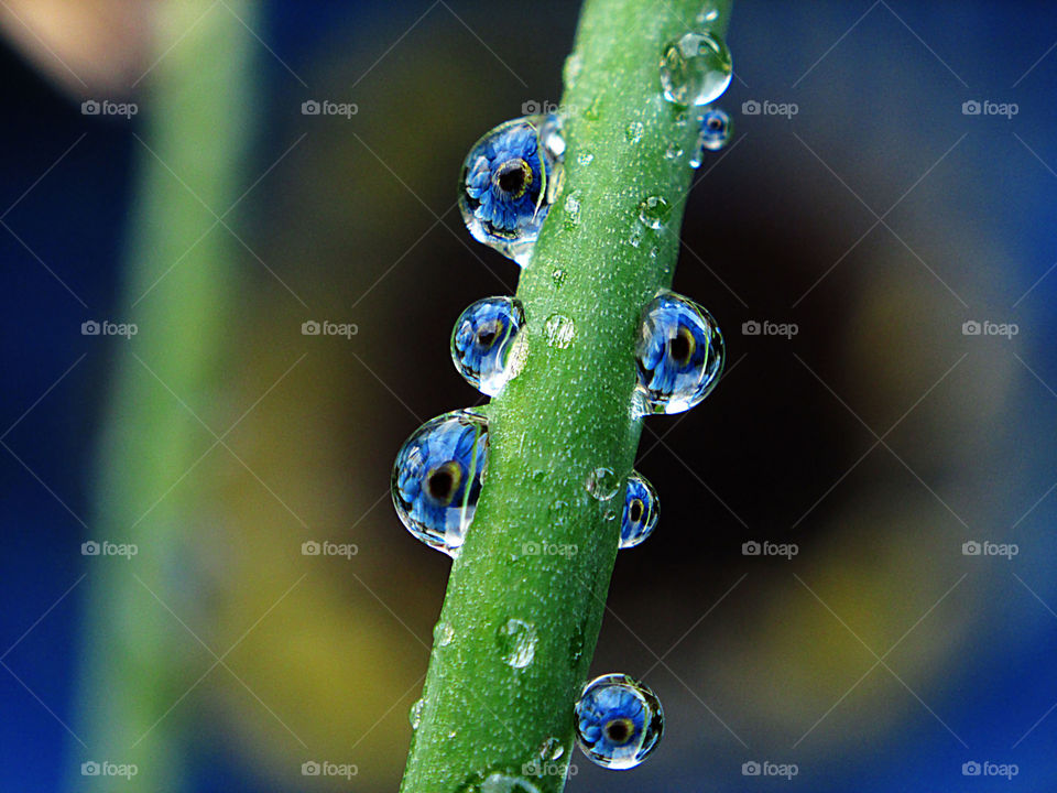 blue flower. macro shot reflection of flower from drops