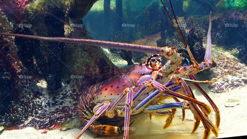 Underwater, Fish, Water, Ocean, Sea