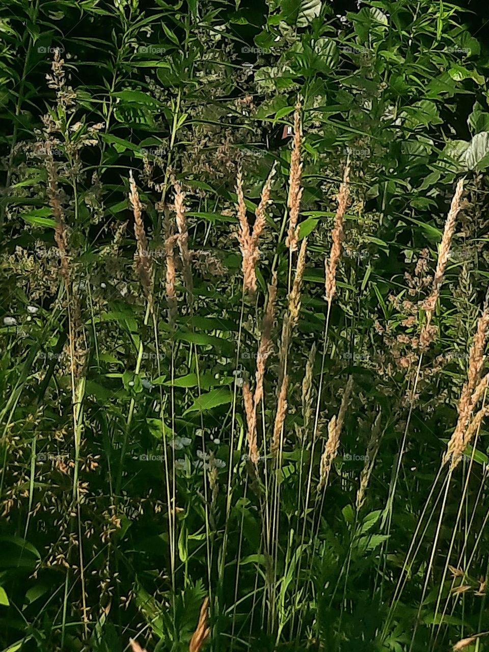 summer morning in the meadow  with sunlit grass