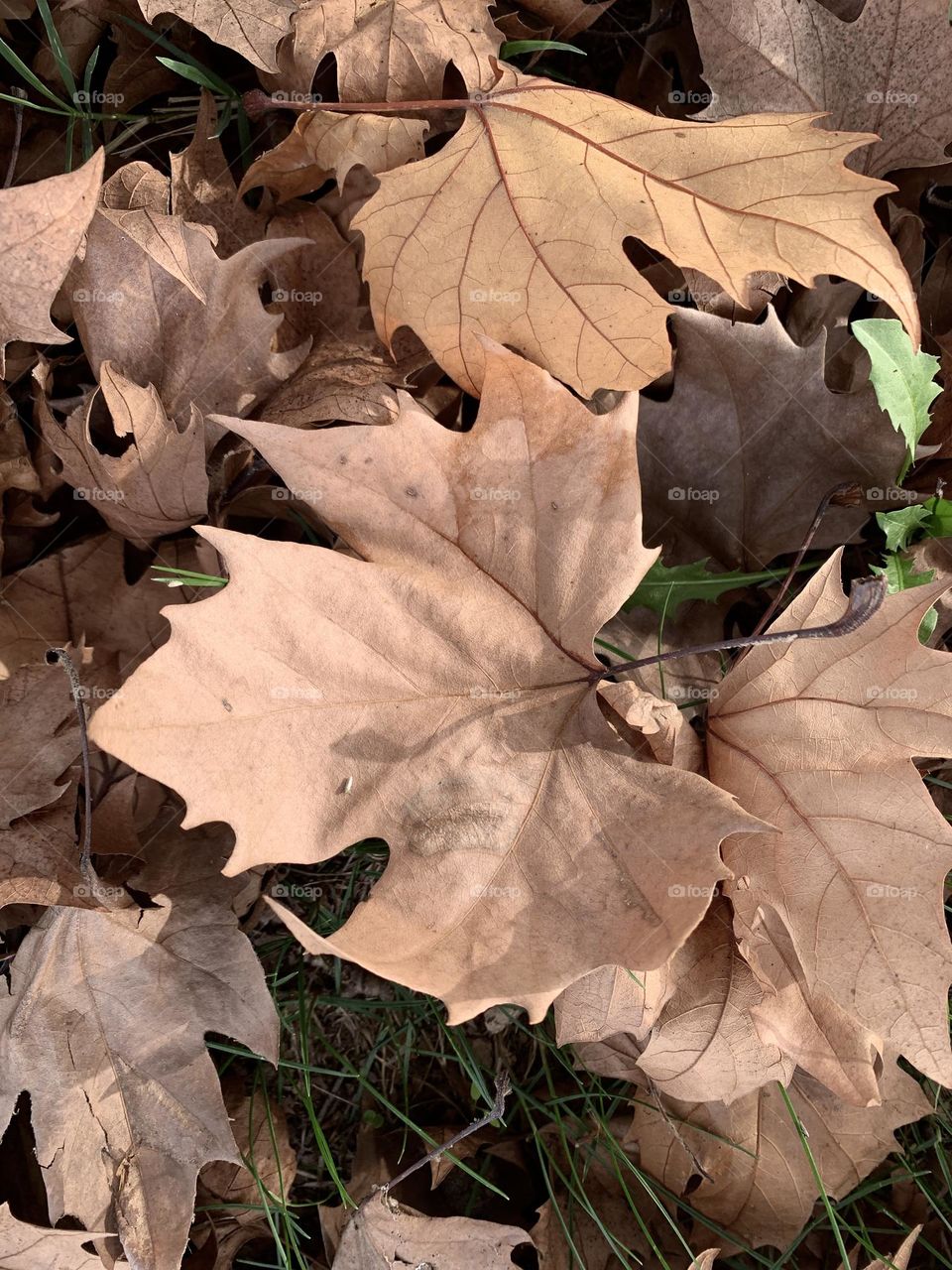 autumnal image of a carpet of plane tree leaves