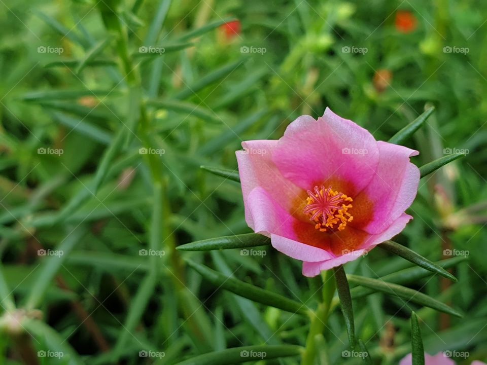 my beautiful Portulaca grandiflora