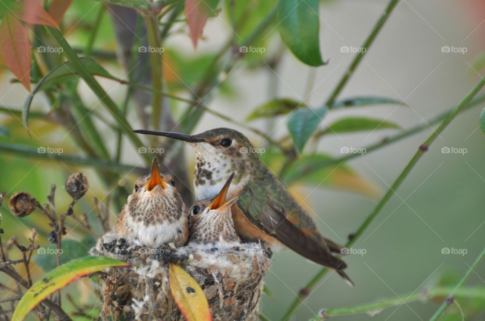 Hummingbird family