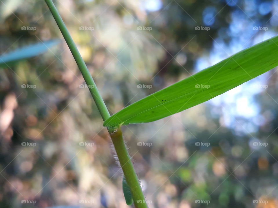 bamboo  leaf
