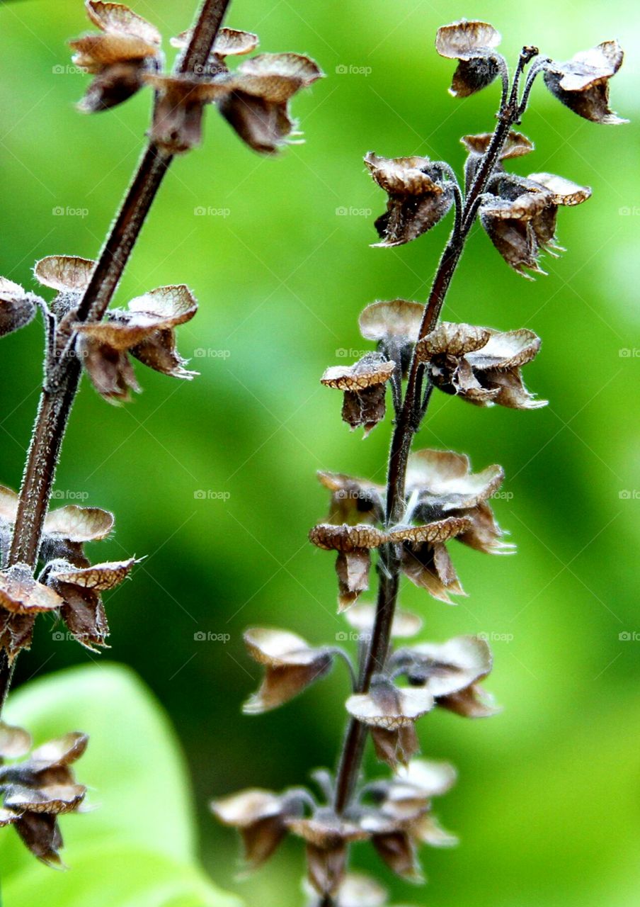 seeds from basil