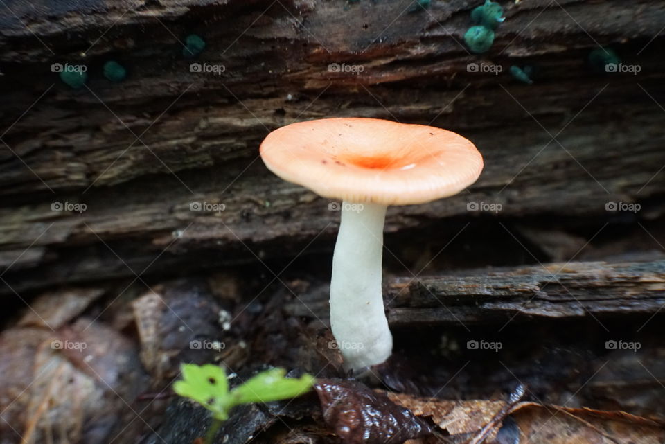 Mushrooms of North Georgia