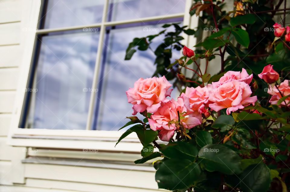 A window and roses