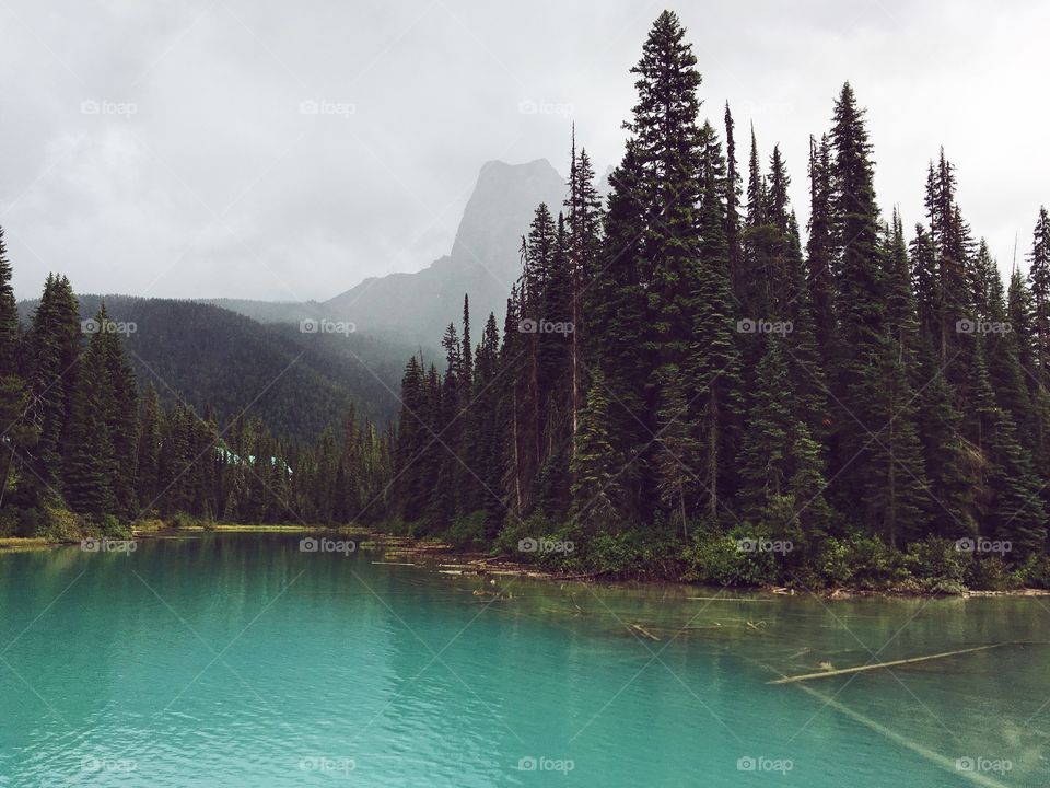 Trees by emerald lake, BC