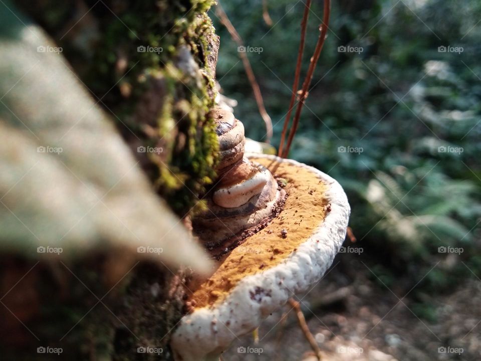 wild fungus in closeup